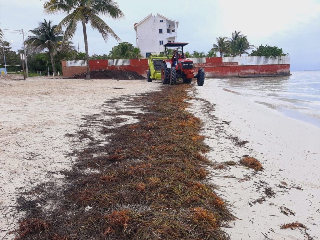 Limpieza permanente de sargazo en playas