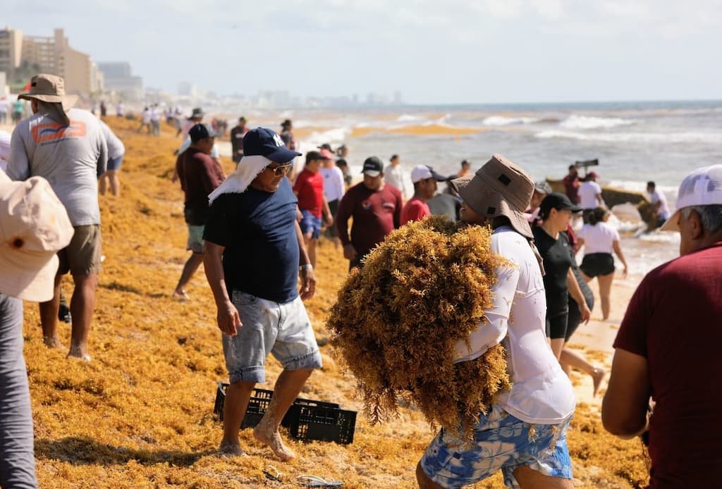 Todos contra el sargazo en Cancún