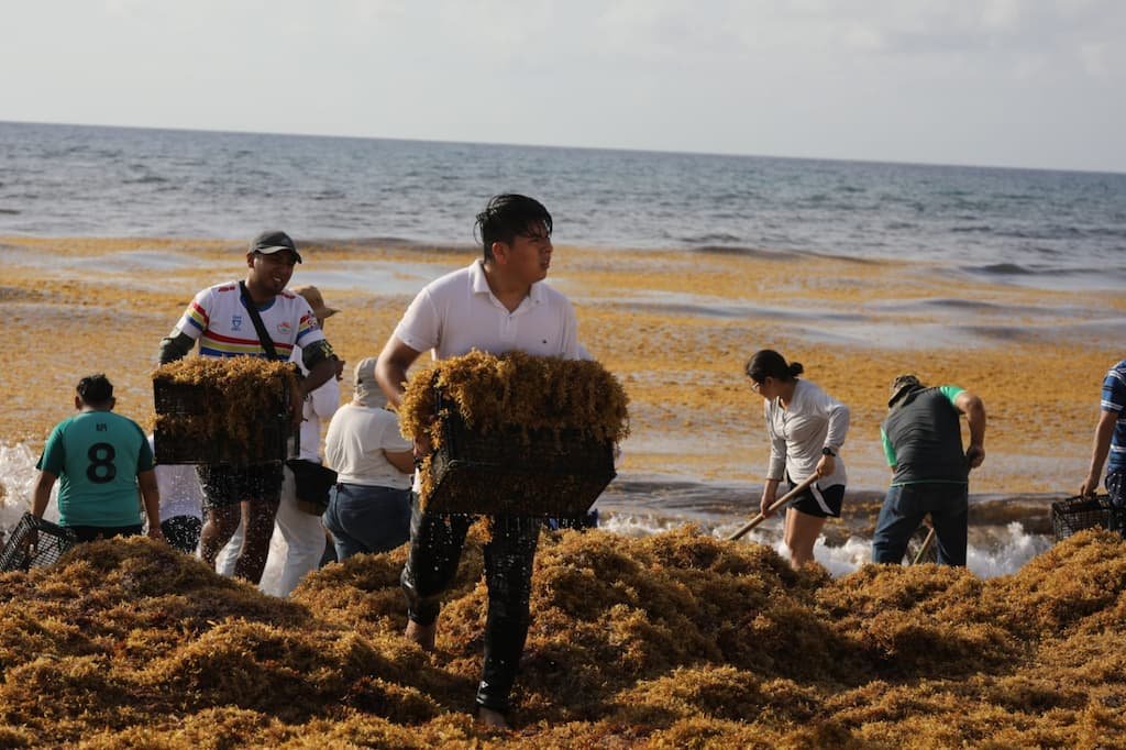 Todos contra el sargazo en Cancún