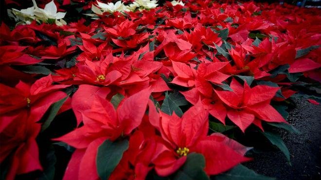 10 claves para mantener linda tu flor de noche buena en esta temporada