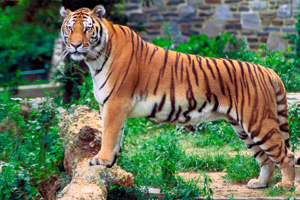 tigre de bengala apoyado sobre un tronco