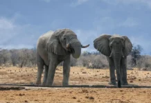 dos elefantes en la pradera africana