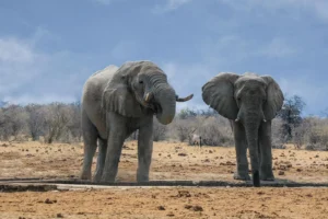 dos elefantes en la pradera africana