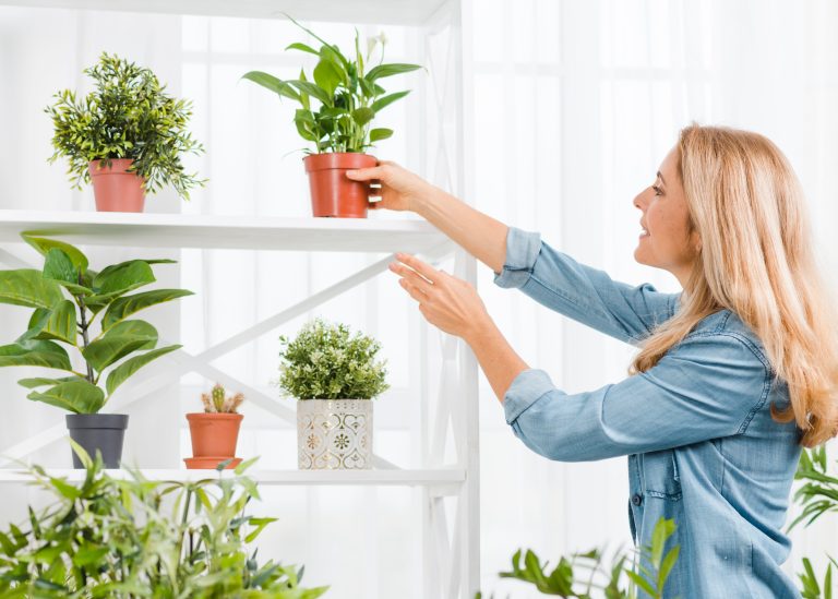 Plantas en casa: un toque natural que transforma tu bienestar y tu espacio