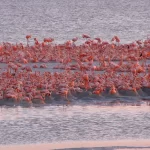 Se tiñe de rosa Yucatán tras anidación de flamencos